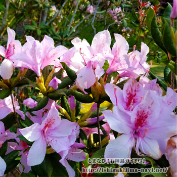 美しさを楽しむ セイシカ 聖紫花 の花を見に行こう バンナ公園スポット 石垣島を楽しむ観光ナビ