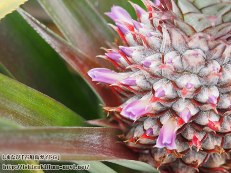 レアな花 パイナップルの花を見てみよう 石垣島を楽しむ観光ナビ