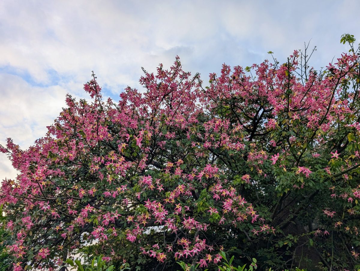 春の風景の中の花嫁行列】 ルートヴィヒ・リヒター 複製 春の風景の中