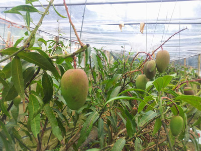 不作の年の沖縄産アップルマンゴーの味わいは 石垣島を楽しむ観光ナビ