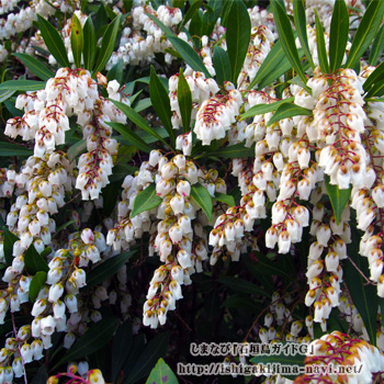 リュウキュウアセビの花を楽し散歩道 バンナ公園スポット 石垣島を楽しむ観光ナビ