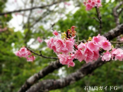 石垣島　桜